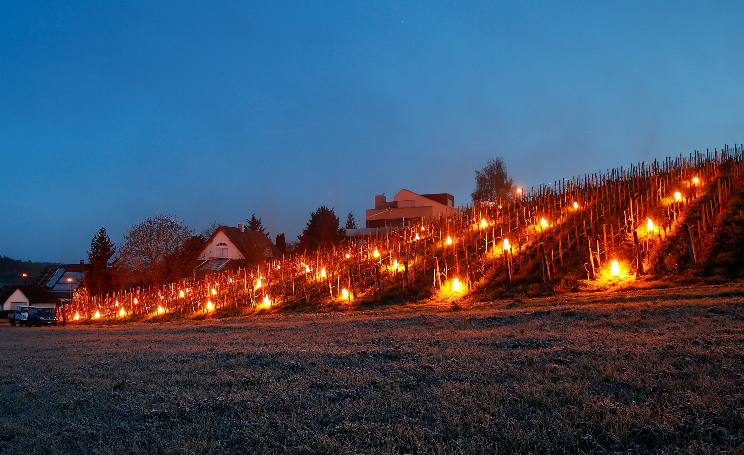 Fields vines