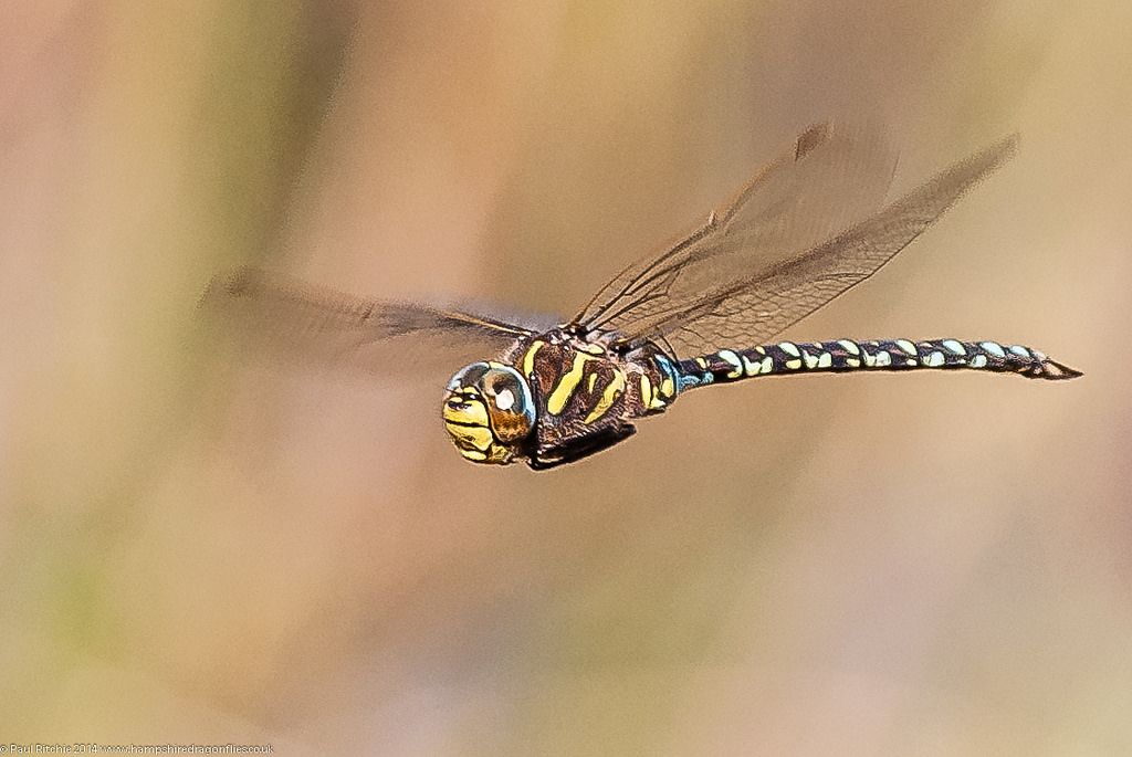 Aeshna juncea