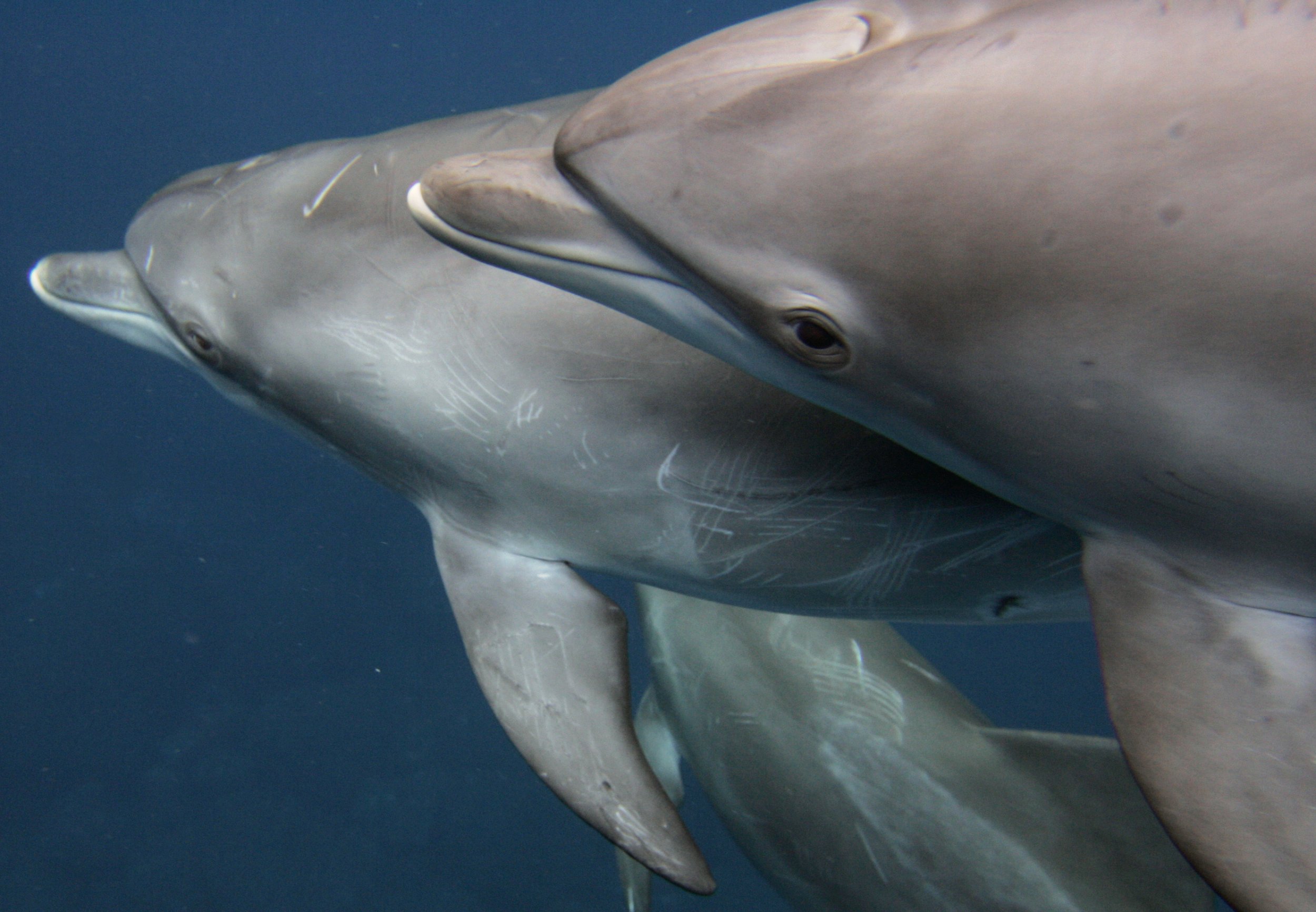 dolphin mating human