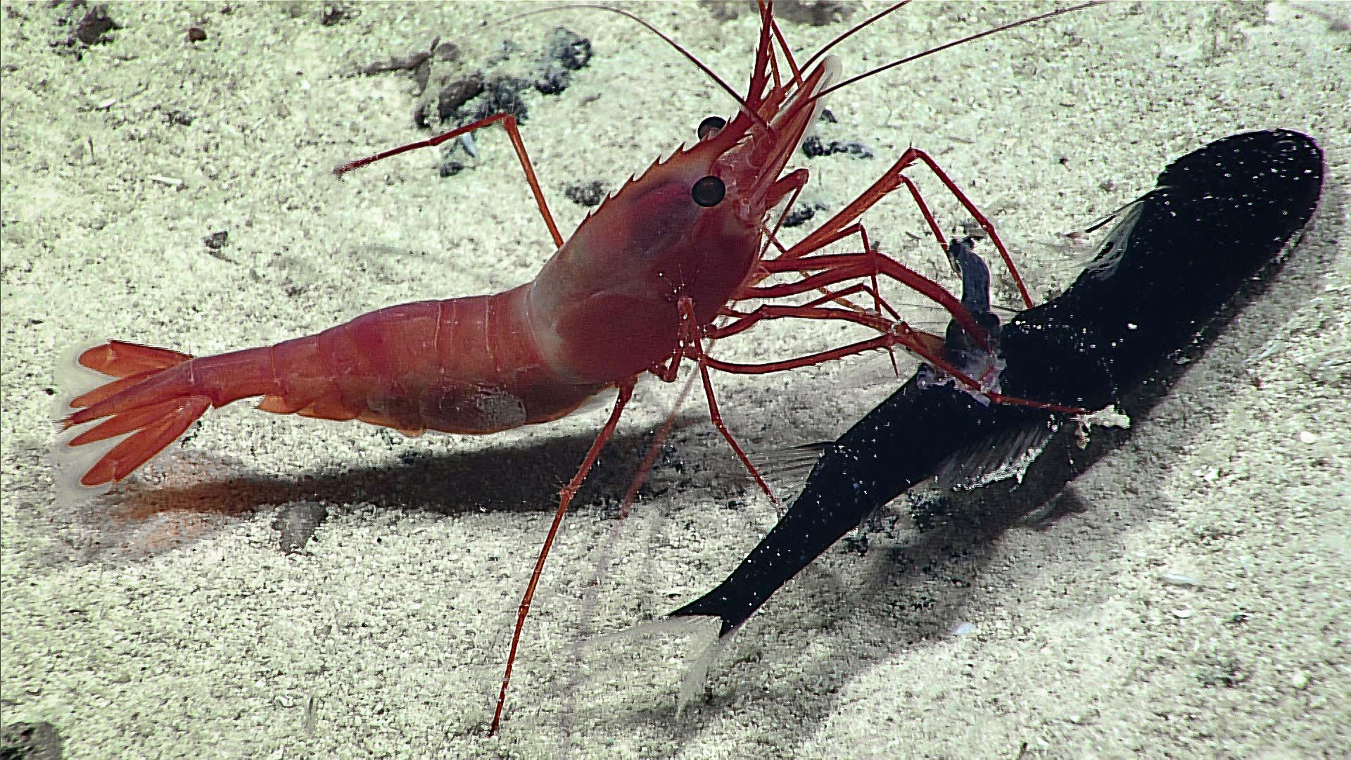 Deep Sea Attack Shrimp Rips Fish From Larger Fish S Stomach In Stunning Video