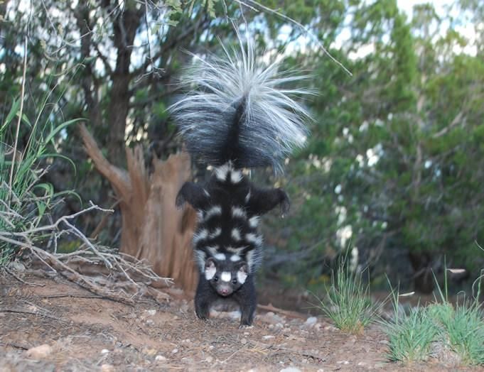 Western Spotted Skunk 