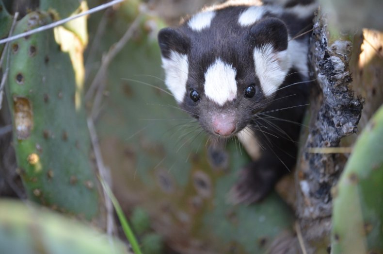 Western Spotted Skunk