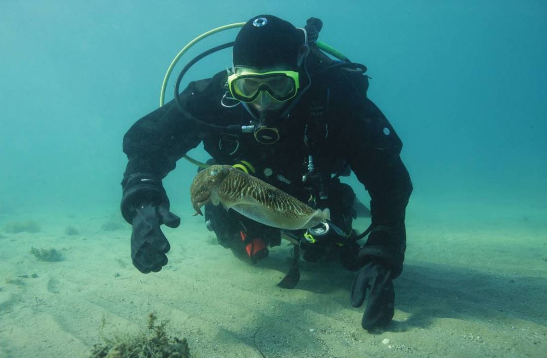 researcher-cuttlefish
