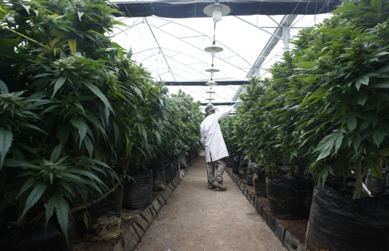 New York medical marijuana companies file a lawsuit against the Department of Health