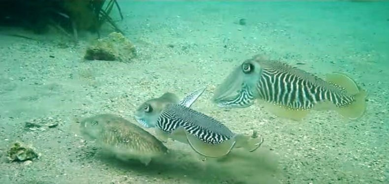 three-cuttlefish