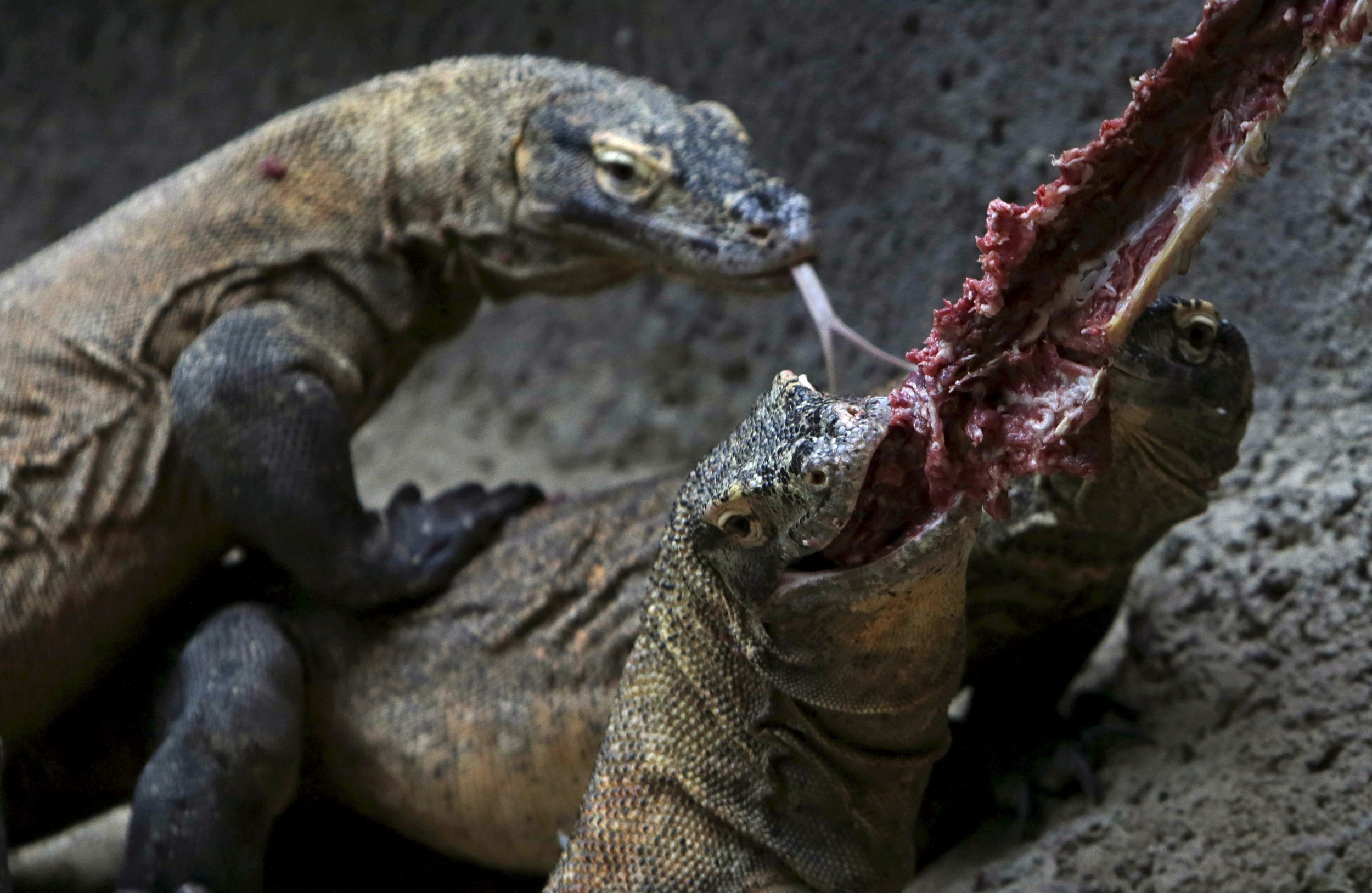 komodo dragon attacking a deer