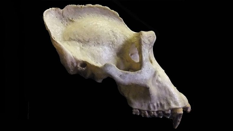 Gorilla male