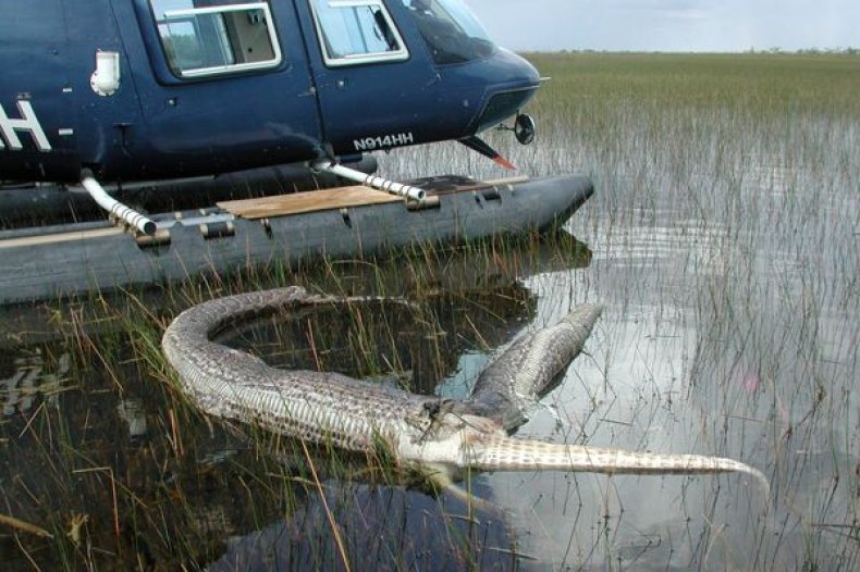 list-snake-alligator