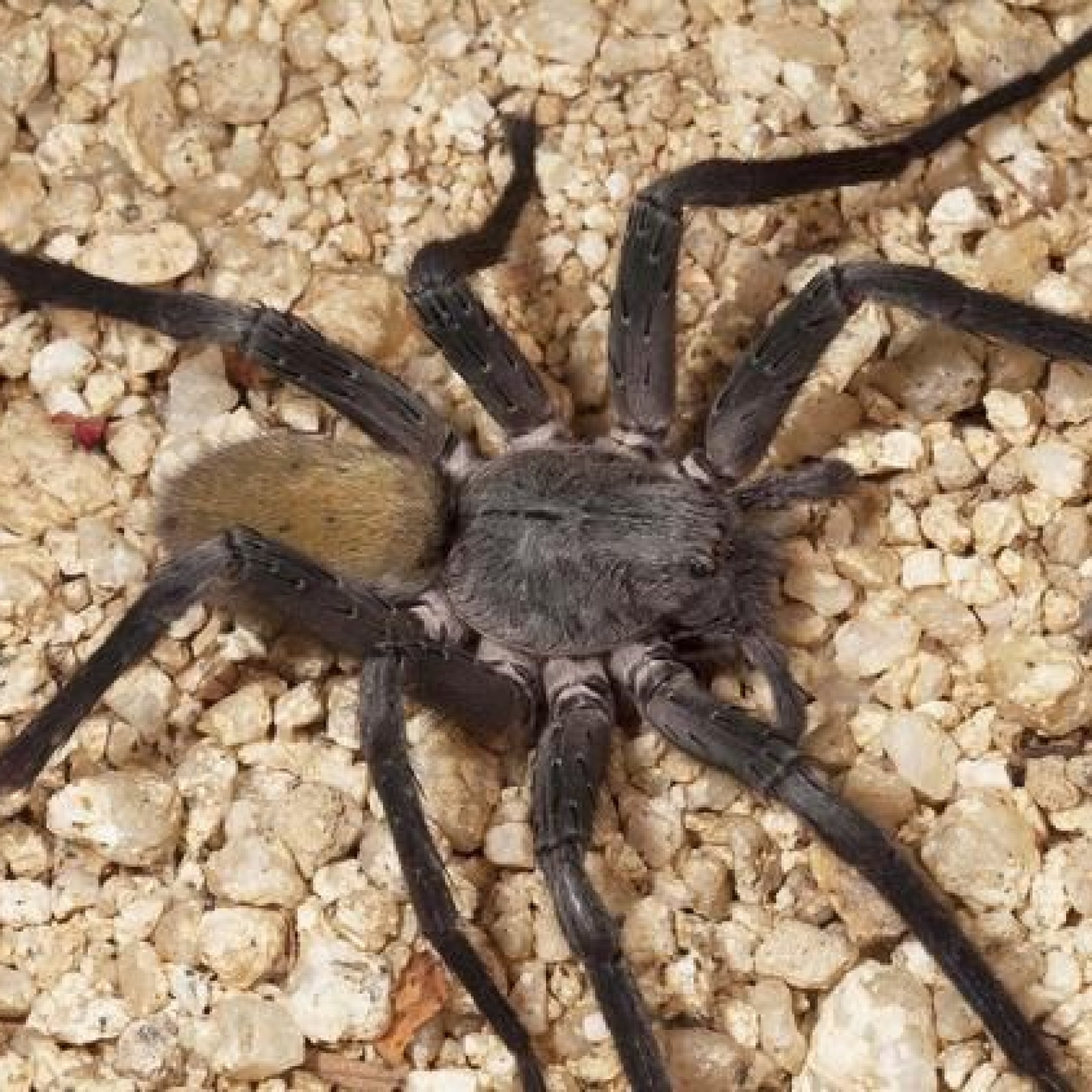 Meet the 1,000 Spider Species Living in Caves. Some Feed on Fish and Frogs