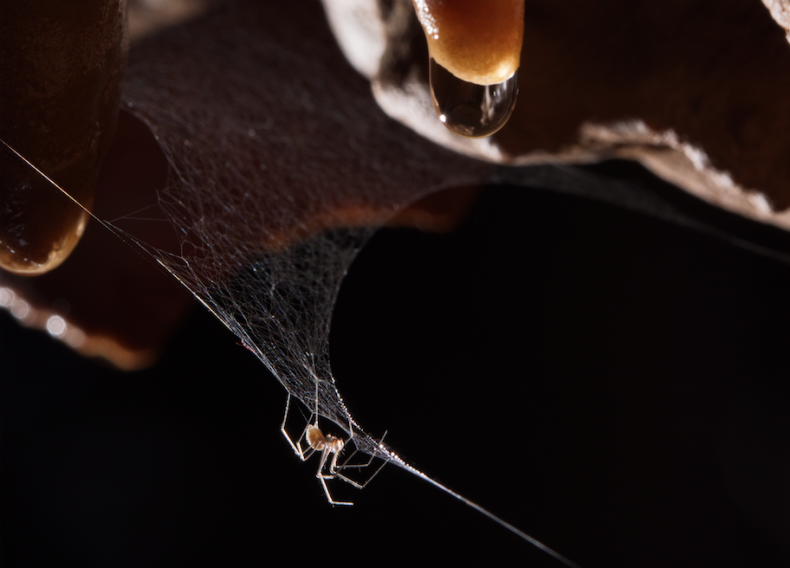 italian-cave-spider