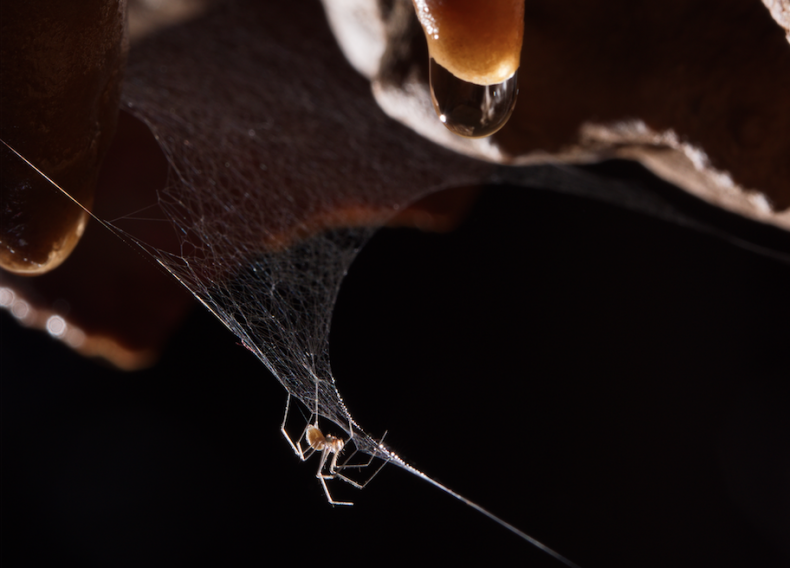 italian-cave-spider italian-cave-spider