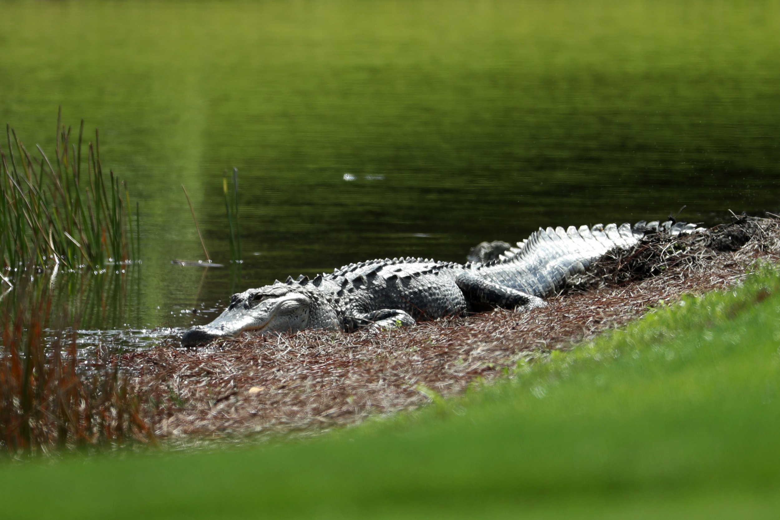 Florida's alligator uniforms: 10 things to know about these disasters 