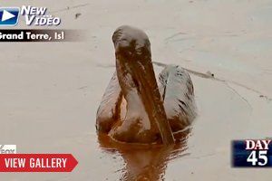 gal-tease-oil-spills-video-gallery