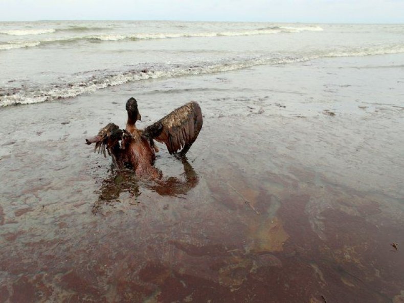 animal-oil-spill-2