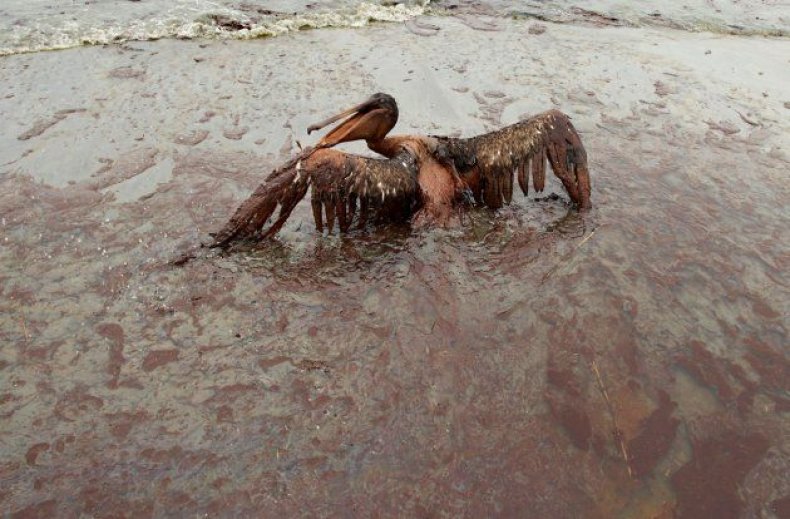 animals-oil-spill-4