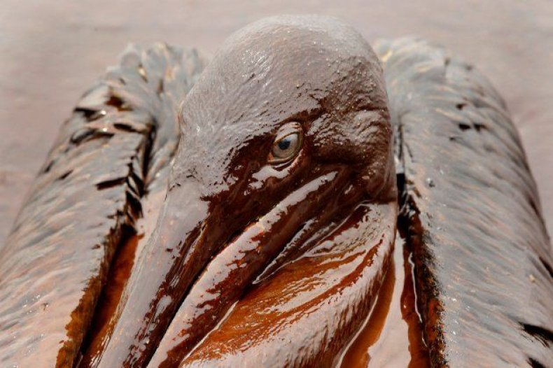 animals-oil-spill-tease