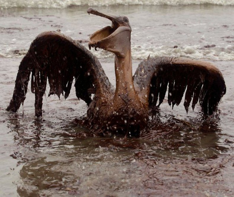 animals-oil-spill1