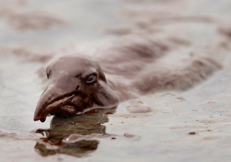 animals-oil-spill-5