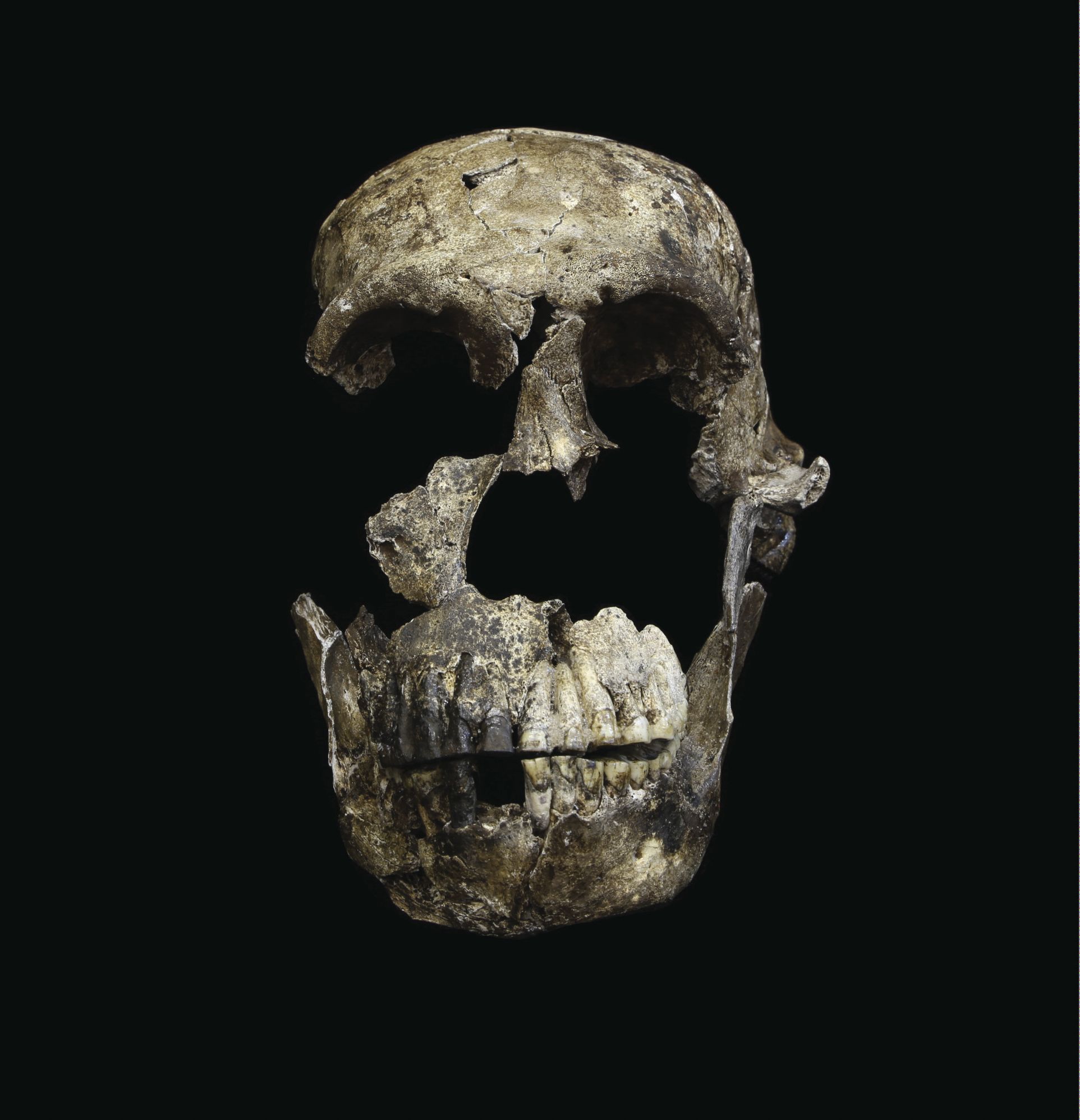 H. naledi 