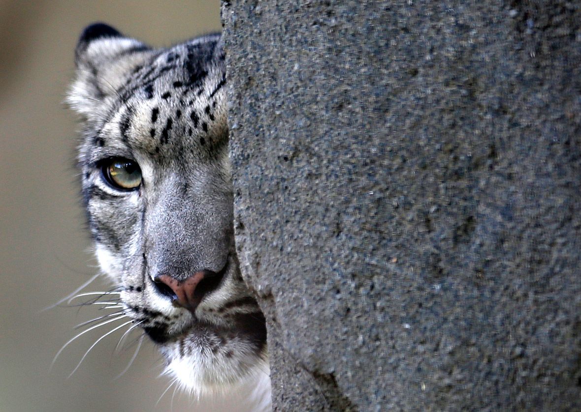 blueharvest for snow leopard