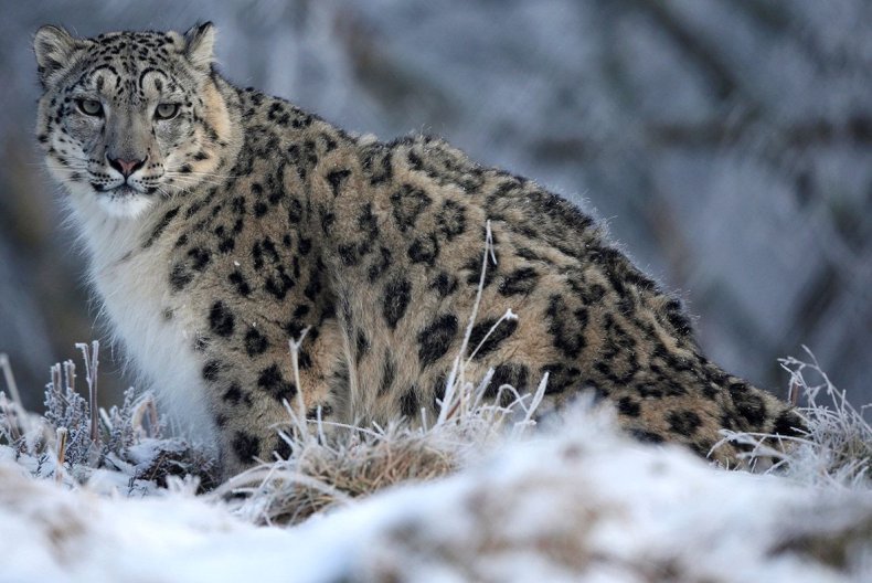 snow-leopard-2