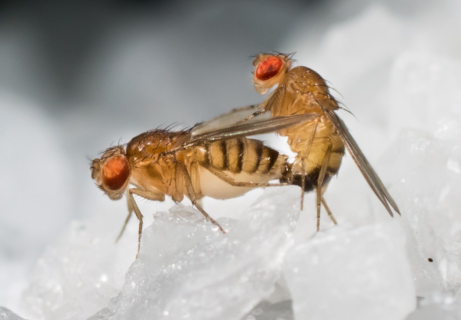 Something in Sperm Makes Female Fruit Flies Super Aggressive After Sex