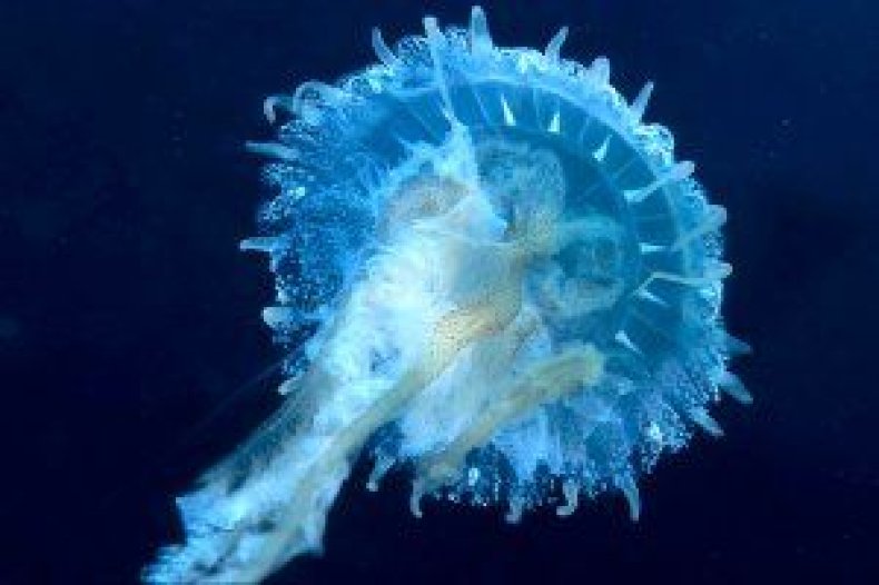 Sea Nettle - Jellyfish,x-default