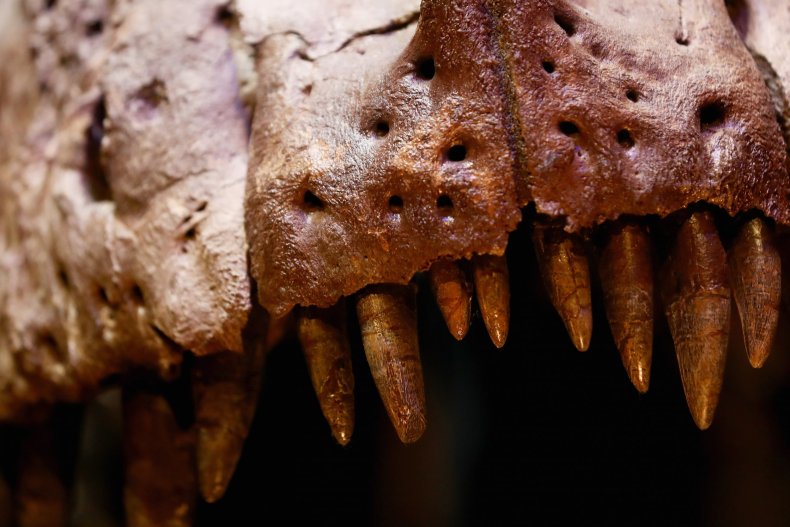 T-Rex