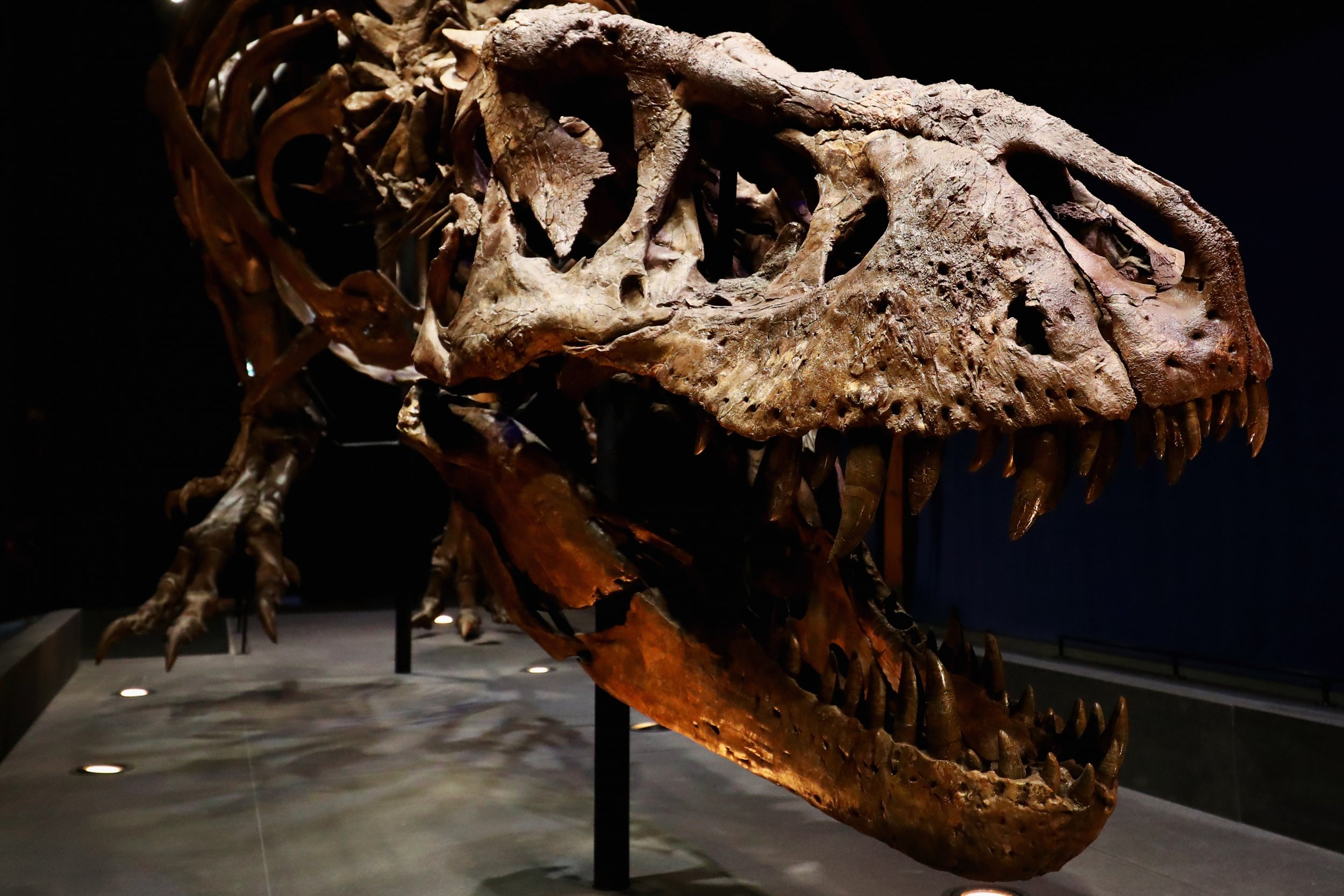 T-rex dinosaur could not have run at high speed, says study