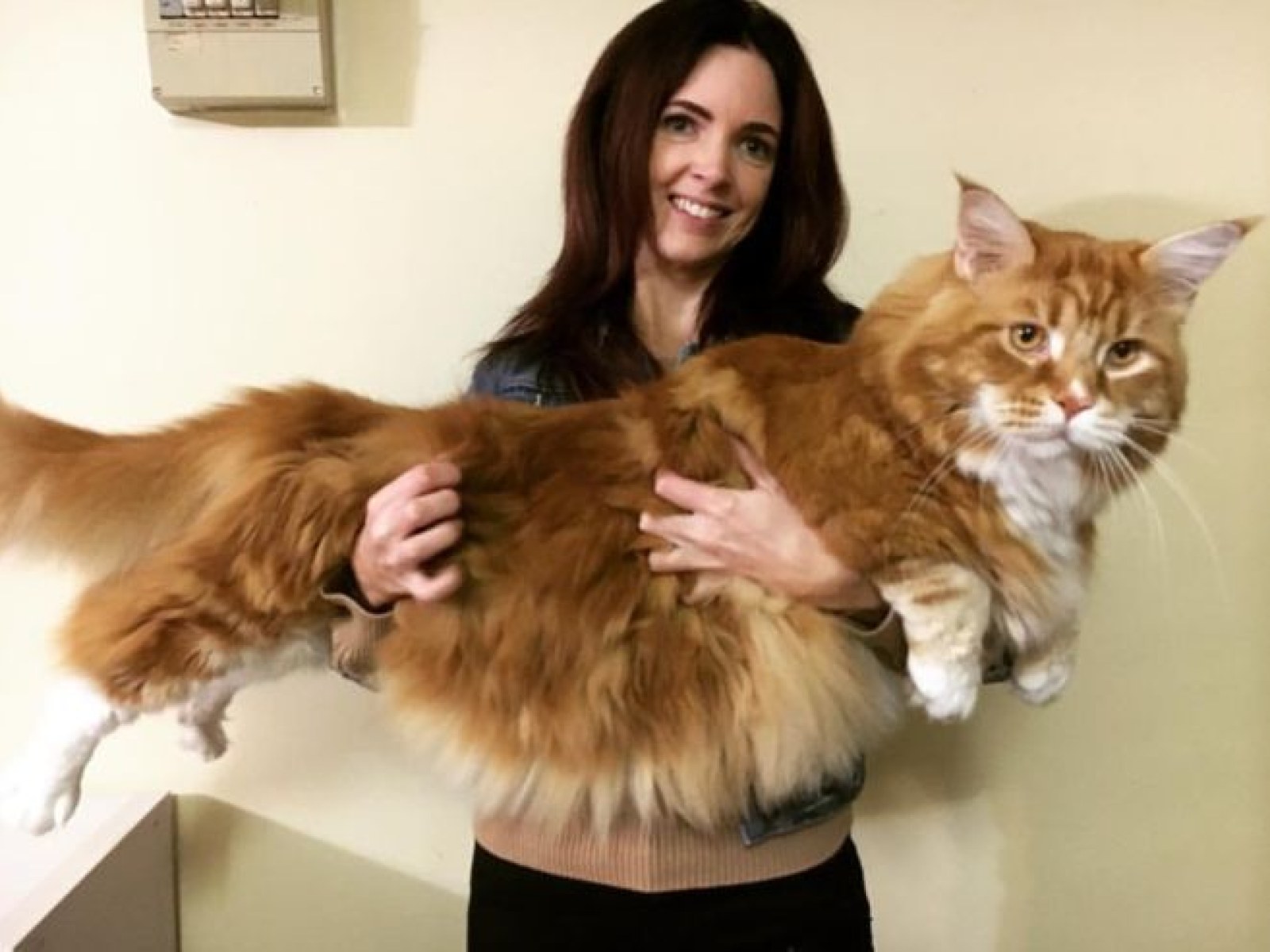 This Kangaroo Eating Maine Coon May Be World S Longest Cat