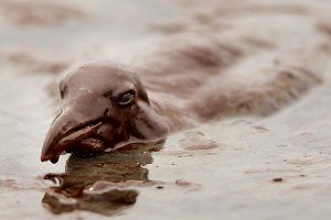 APTOPIX Gulf Oil Spill,x-default