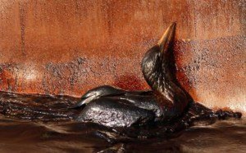 oil-spill-timeline-bird-may-9 oil-spill-timeline-bird-may-9