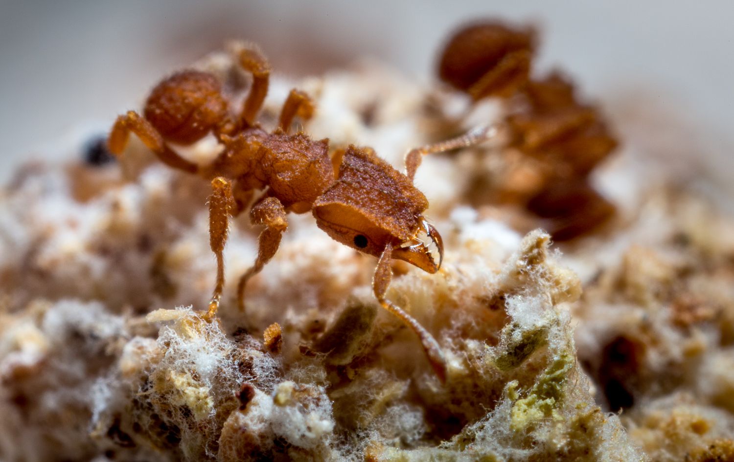 fungus-farming-ant