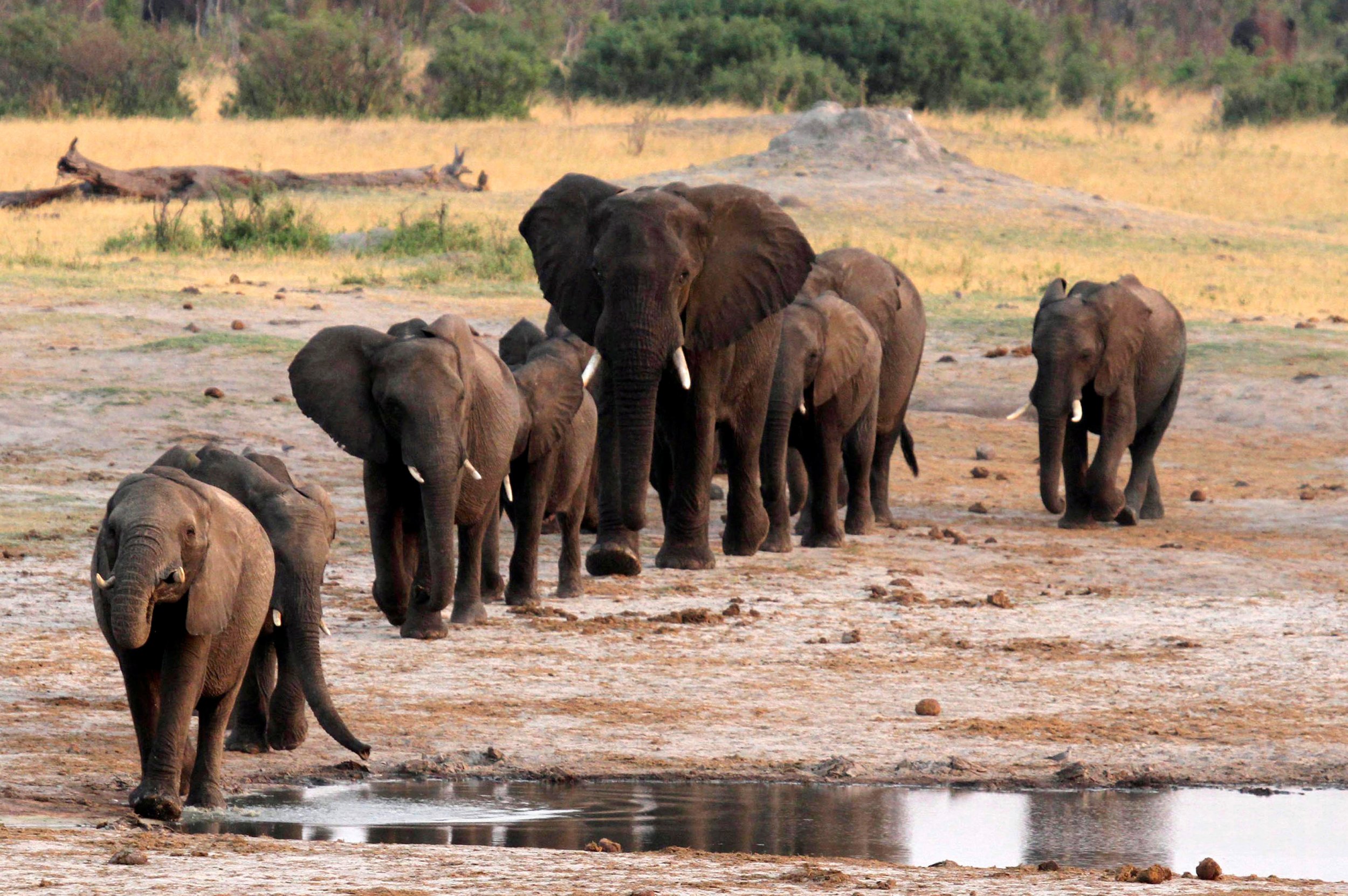 Elephants in Hwange National Park