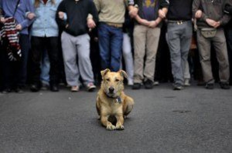 greek-dog-protest-intro