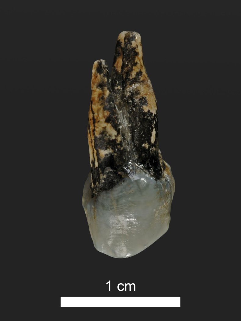 Graecopithecus