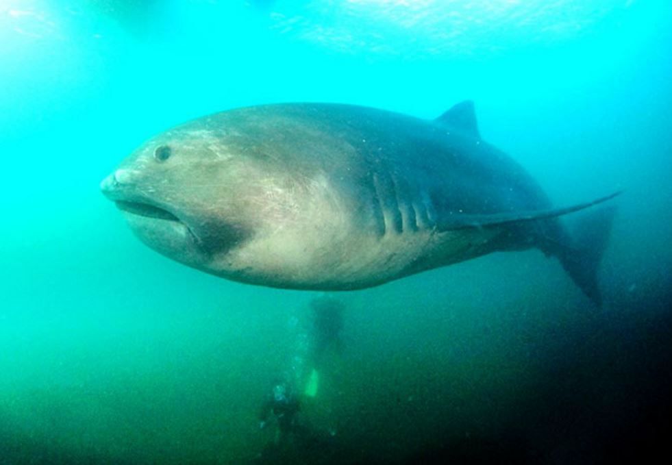 Megamouth Shark - Ocean Animals