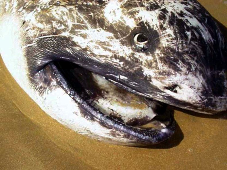 mega-mouth-south-africa