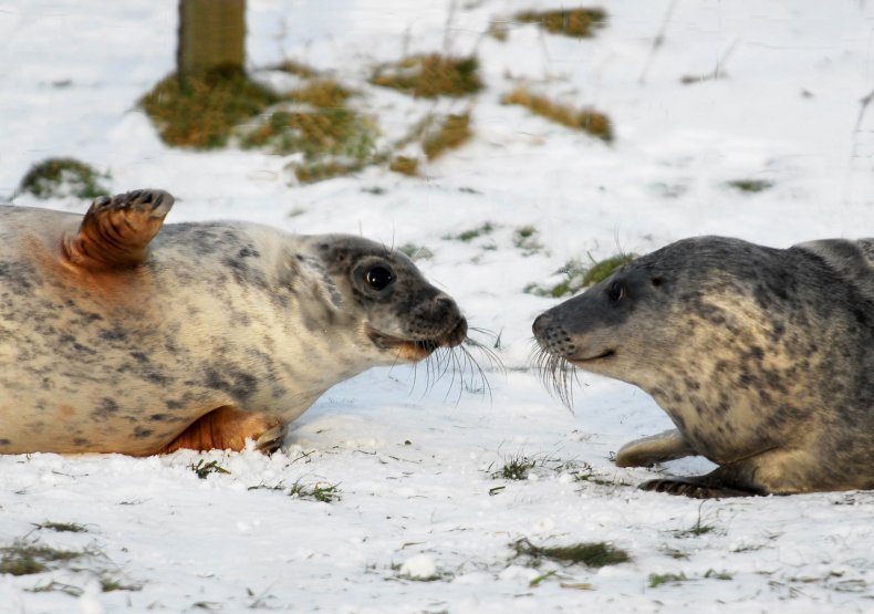 grey seals