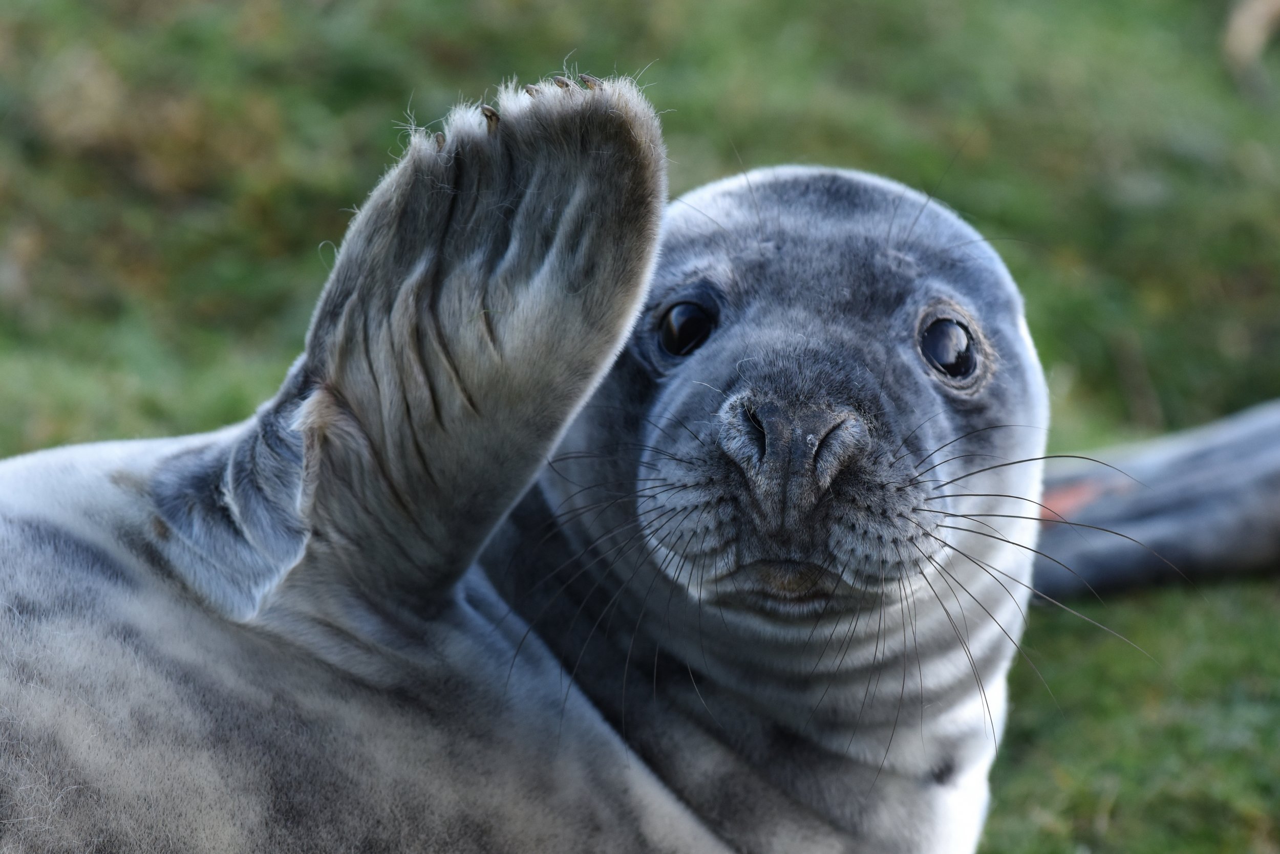 Oxytocin Love Hormone Injections Turn Gray Seal Strangers