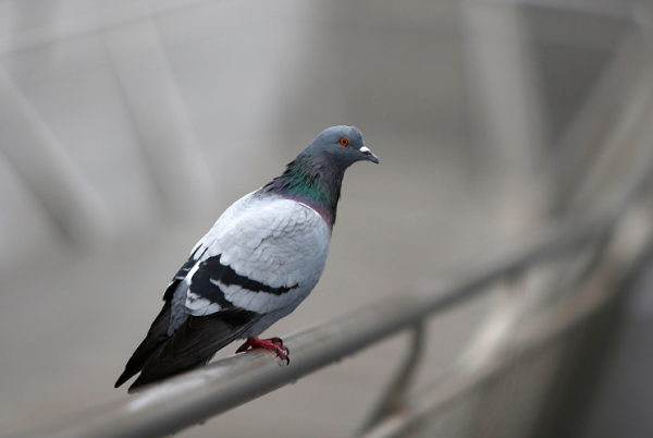 A pigeon in Kuwait is caught transporting a backpack full of drugs near Iraqi border