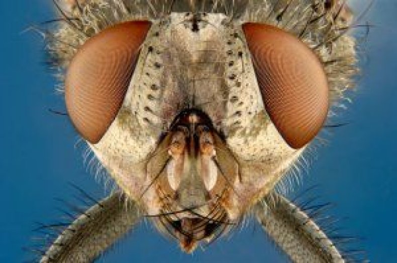 photos-microscopic-images-from-nikons-small-world-competition-history-image6