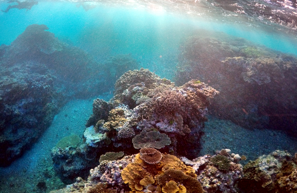 Coral Reefs Could Disappear Within Decades, Scientists Warn