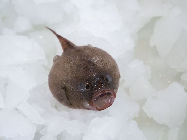 Coffin Fish from 1000m
