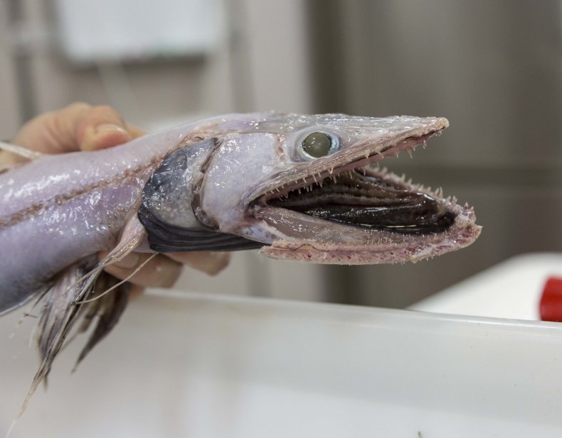 Dragonfish_Credit_Rob Zugaro - Copy