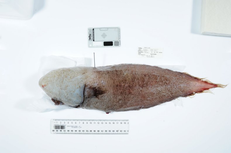 Faceless fish