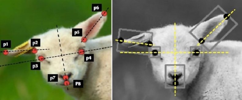 artificial intelligence sheep AI pain cambridge
