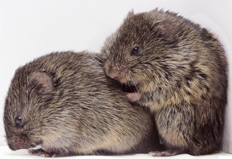 Image of cuddling voles from  [Newsweek](https://www.newsweek.com/fall-love-brain-circuits-involved-prairie-voles-618111)