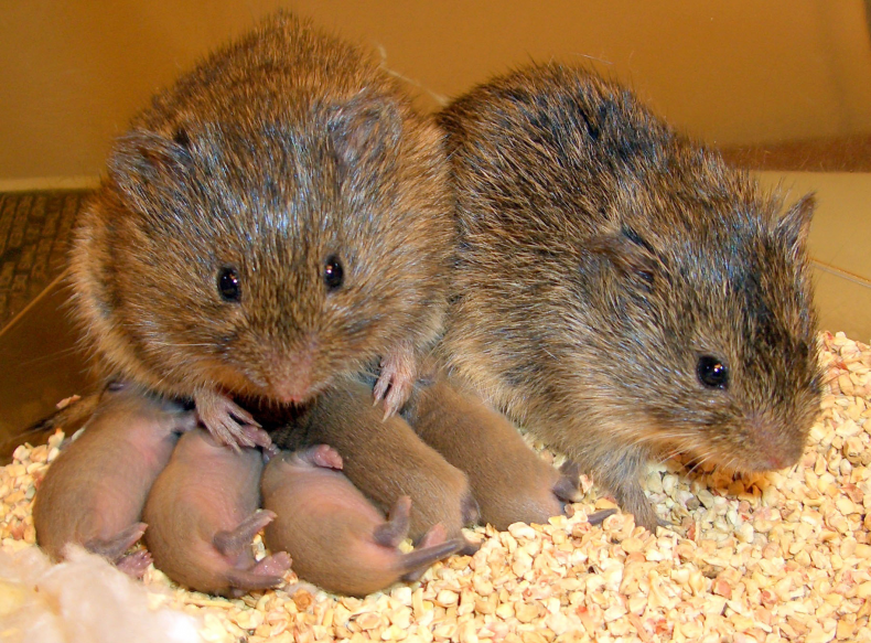 vole family