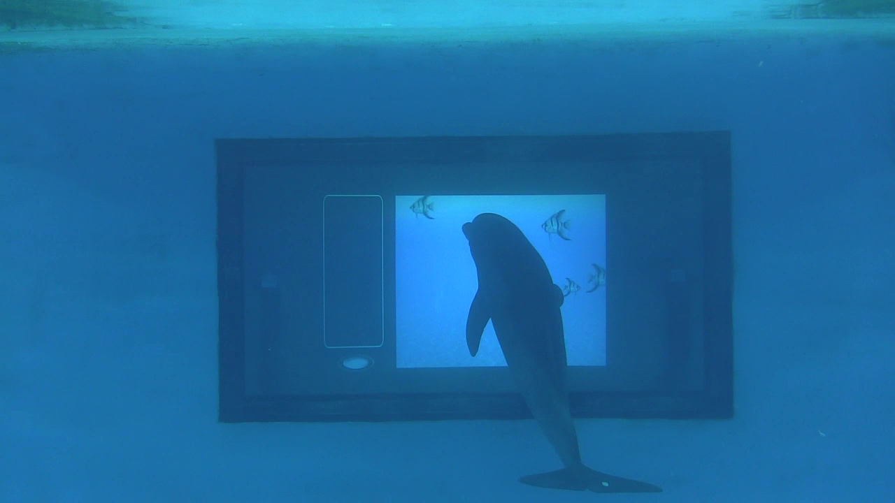 Dolphin Touchscreen